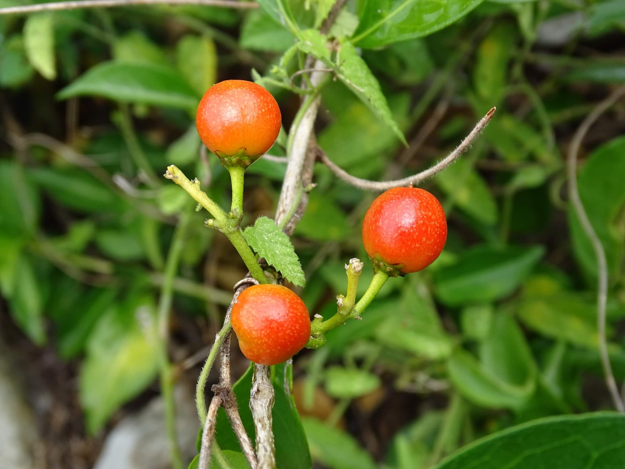 Bunchosia swartziana